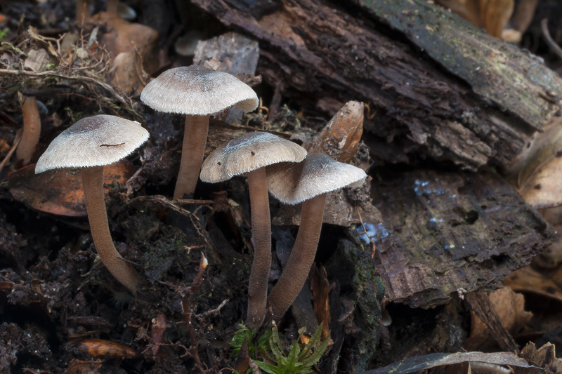 Inocybe petiginosa